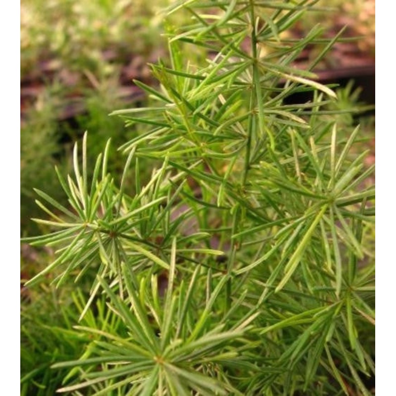 Asparagus Africanus – Indigenous South African Creeper / Ground Cover – 10 Seeds