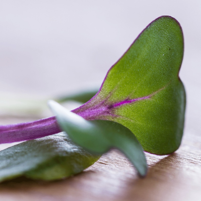 Tomato Cherokee Purple – Cornucopia Seeds