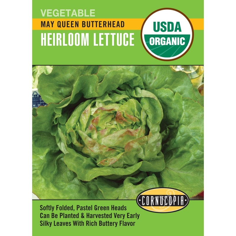 Tulip – Cairns, 6 Pack