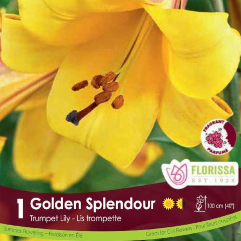 Tulip – Cranberry Kiss, 6 Pack