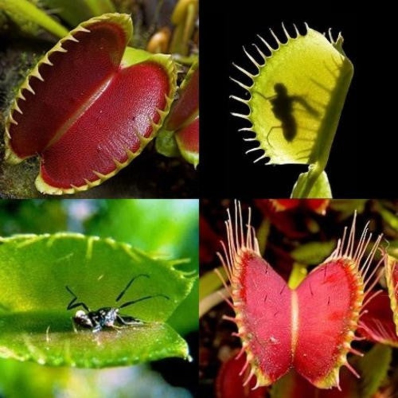 Venus Flytrap – Dionaea Muscipula – Carnivorous Plant Seeds