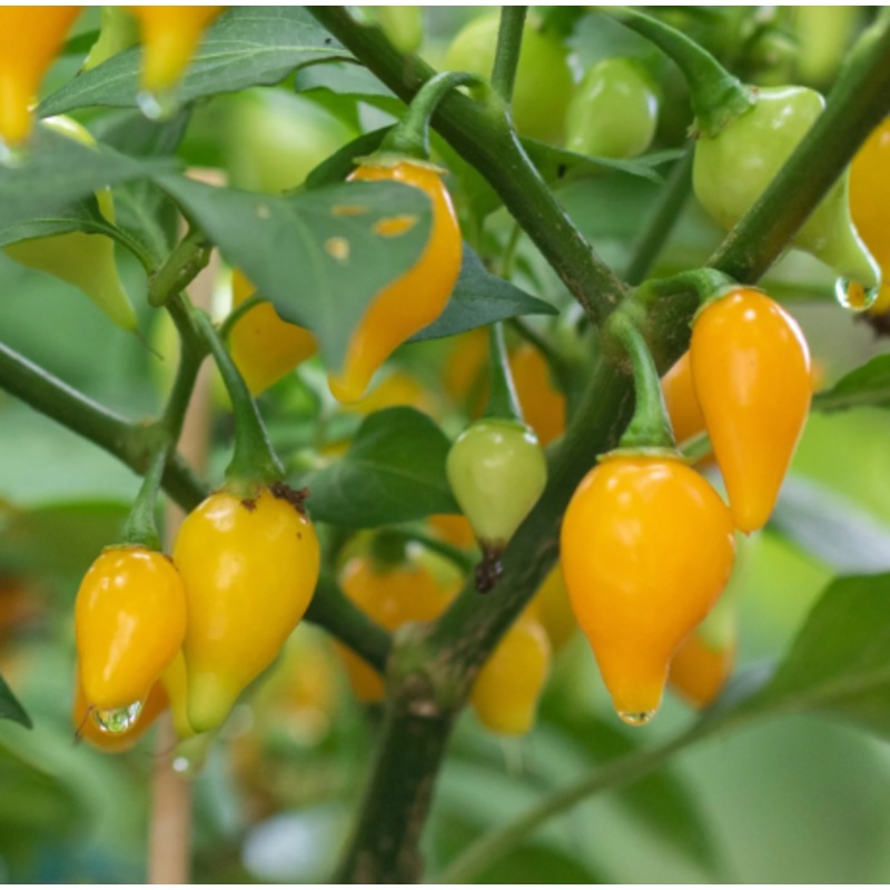 Yellow Biquinho Chilli Pepper – Capsicum annuum – 10 Seeds