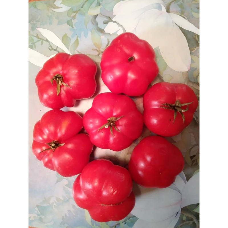 Zinnia Persian Carpet – Renee’s Garden