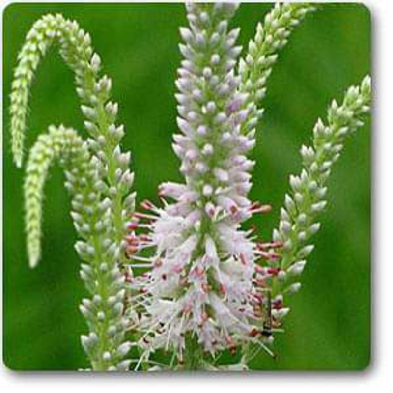 4.9 inch (12 cm) GW 01 Self Watering Round Plastic Planter (Yellow)