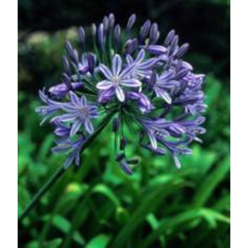 Agapanthus Praecox ssp Orientalis Dwarf Blue – Indigenous South African Bulb – 10 Seeds
