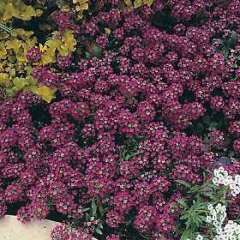 Alyssum Royal Carpet Annual – Lobularia maritima – 100 Seeds