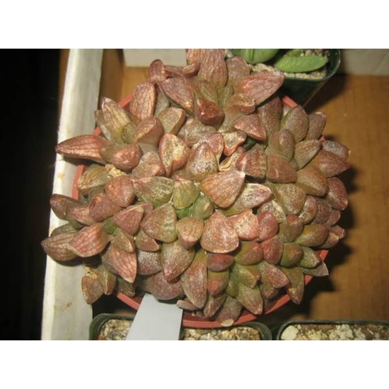 Anacampseros arachnoides – Indigenous South African Succulent – 10 Seeds