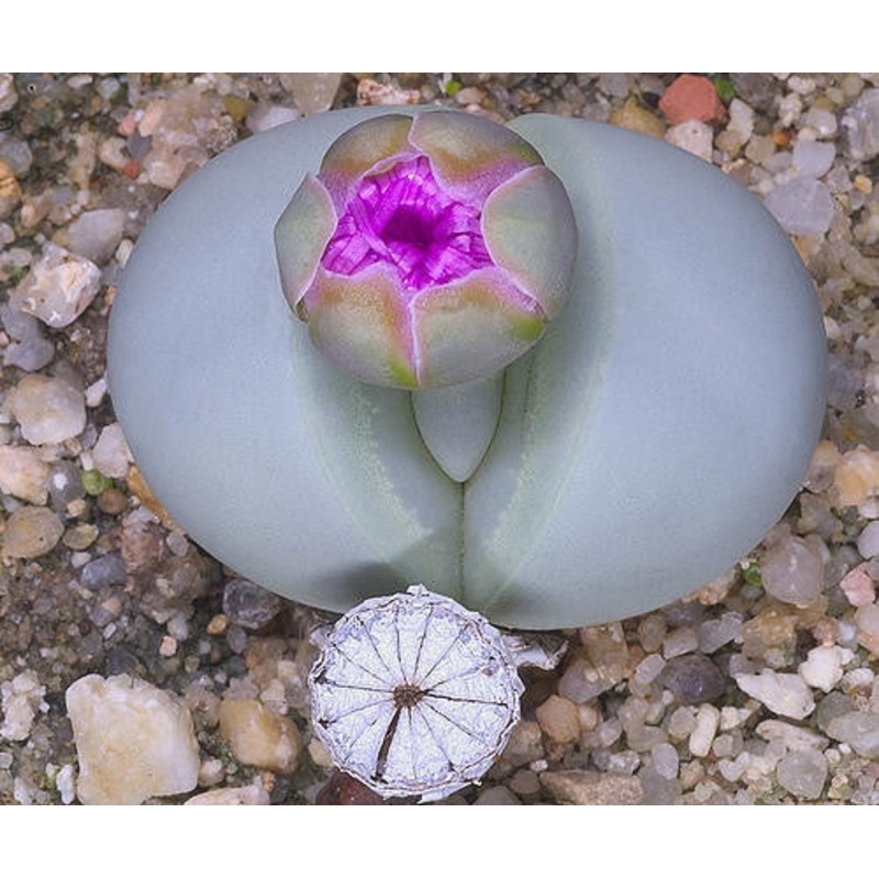 Argyroderma Pearsonii – Indigenous South African Succulent – 10 Seeds