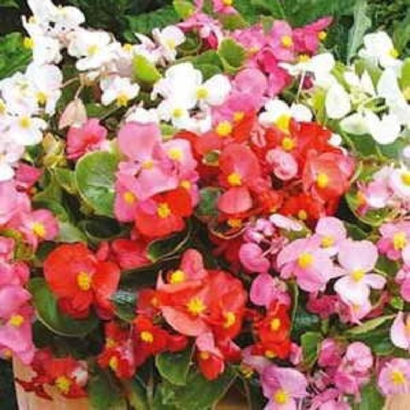 Begonia Ambassador – Begonia semperflorens – Annual Flower – 10 Seeds