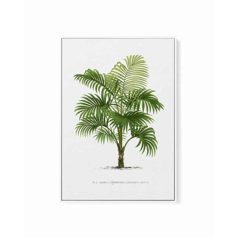 Calamus Lewisianus Vintage Palm Poster | Framed Canvas Art Print