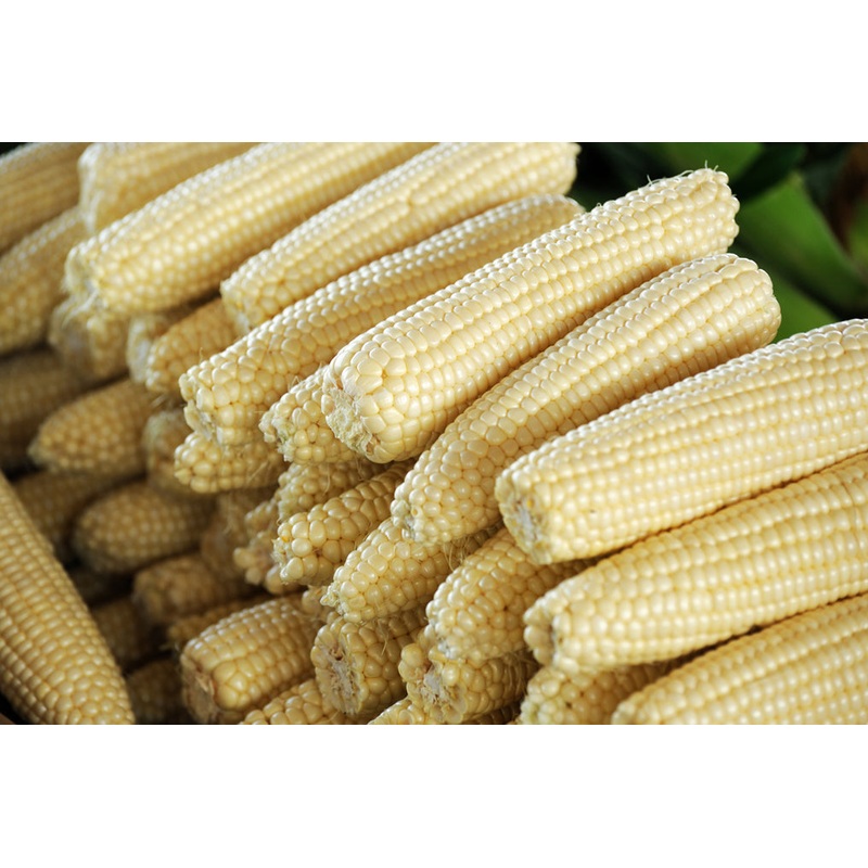 Sweetcorn Stowells Evergreen  – Bulk Vegetable Seeds