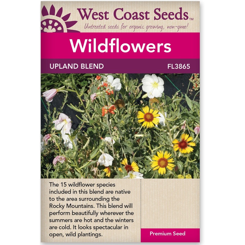 Swiss Chard Rainbow – Good Earth Farms