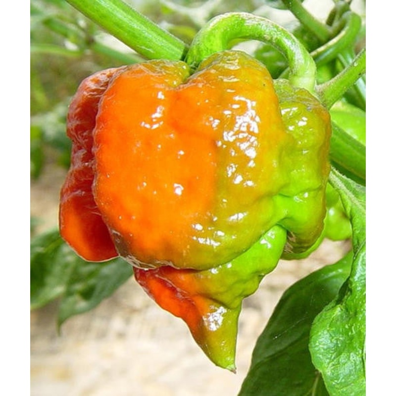 Trinidad Scorpion Butch T – Capsicum Chinense – One of the worlds hottest Chilli Peppers – 5 Seeds