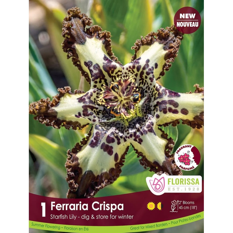 Tulip – Sun Lover, 6 Pack