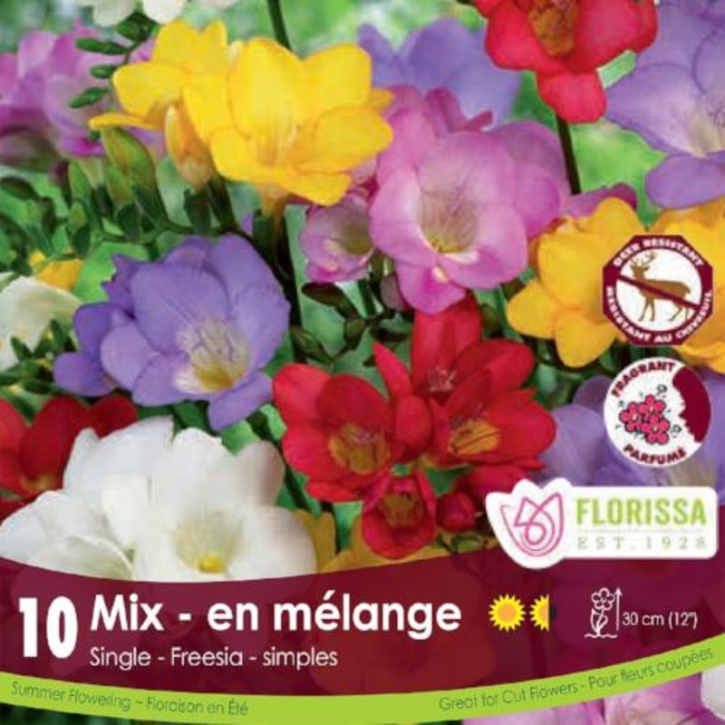 Tulip – Yellow Pomponette, 6 Pack