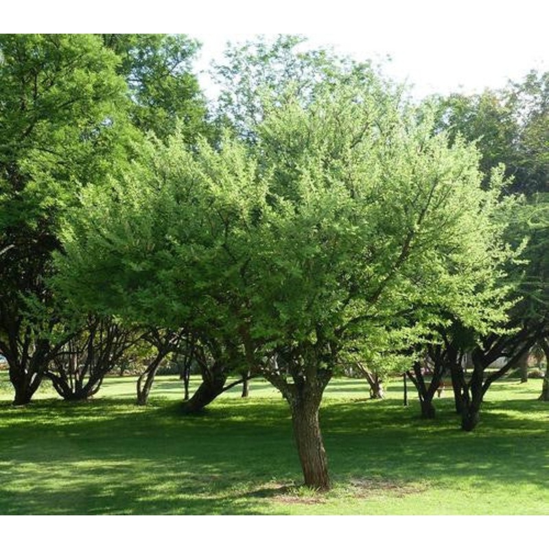 Vachellia / Acacia hebeclada – Indigenous South African Tree – 10 Seeds