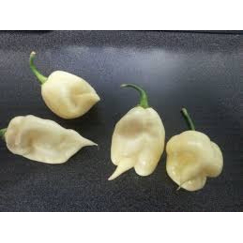 White Trinidad 7 Pod Chilli Pepper – Capsicum Chinense – 5 Seeds