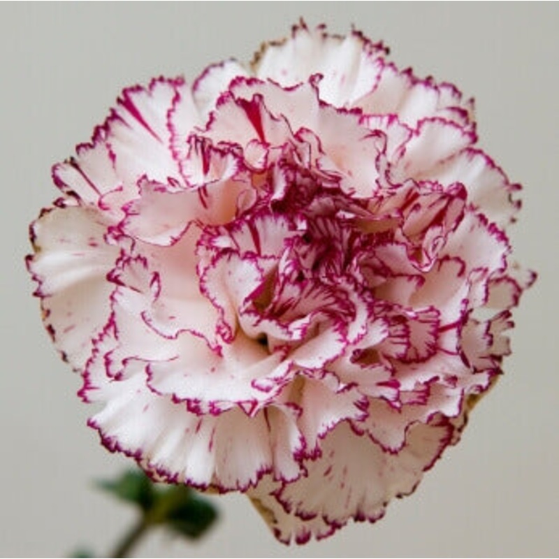 Wildflowers Perennial Blend – West Coast Seeds