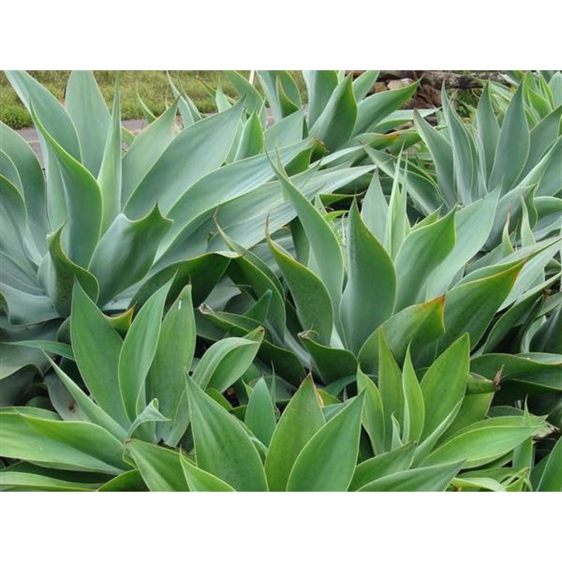 Agave attenuata – Lions Tail Agave – Exotic Succulent – 10 Seeds