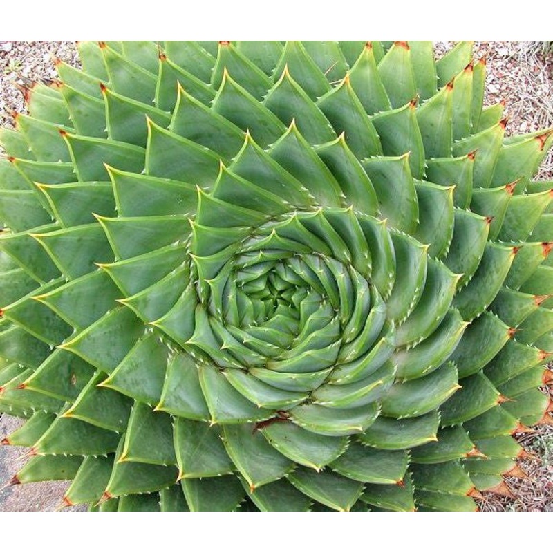 Aloe Polyphylla – African Spiral Aloe