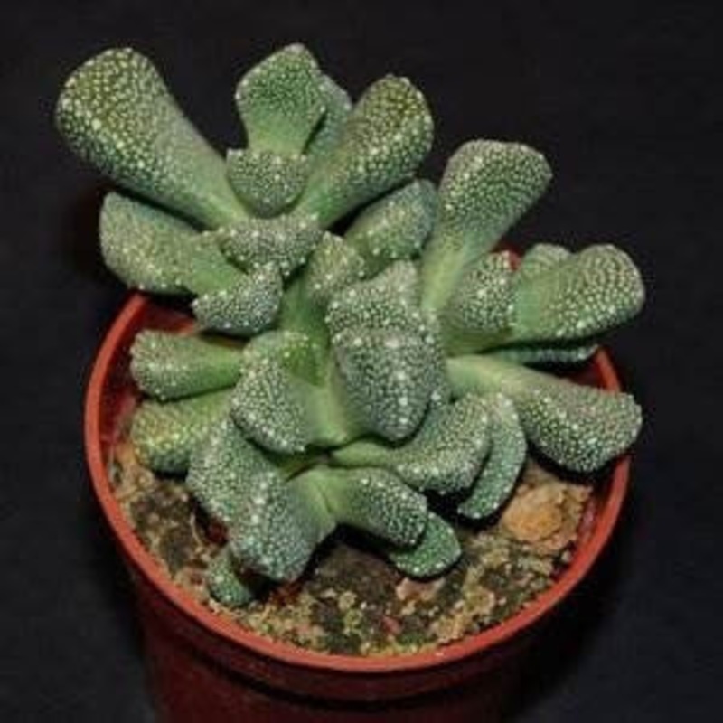 Aloinopsis luckhoffii – Indigenous South African Succulent – 10 Seeds