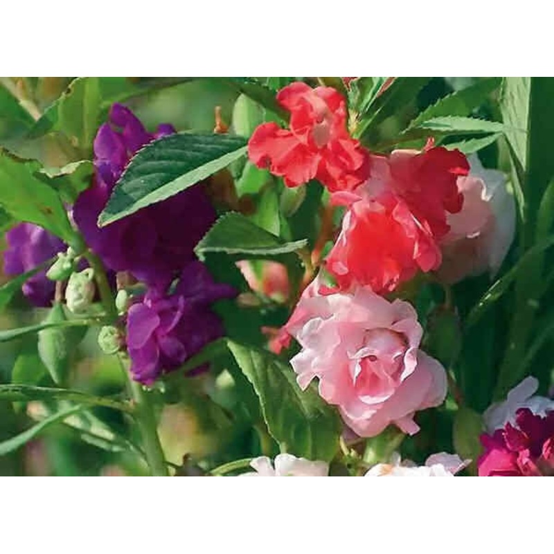 Balsam Tom Thumb Mix – Impatiens Balsamina –  – 20 Seeds