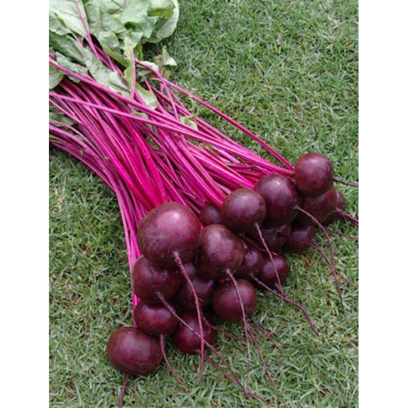 Beetroot Crimson Globe – Beta Vulgaris – Vegetable – 100 Seeds
