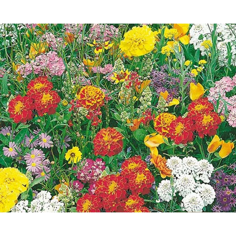 Summer Scatter Dwarf Flower Mix – Easy growing flowers – 5 grams