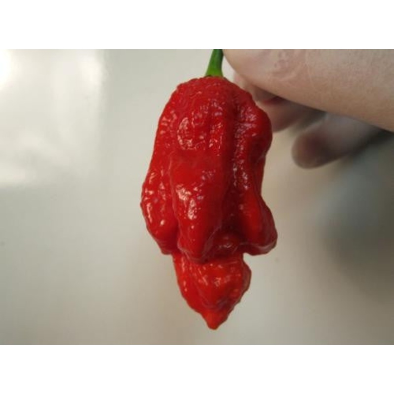 Trinidad Scorpion 7 Pot Barrackpore Strain – Capsicum Chinense – Extreme Chilli Pepper – 5 Seeds