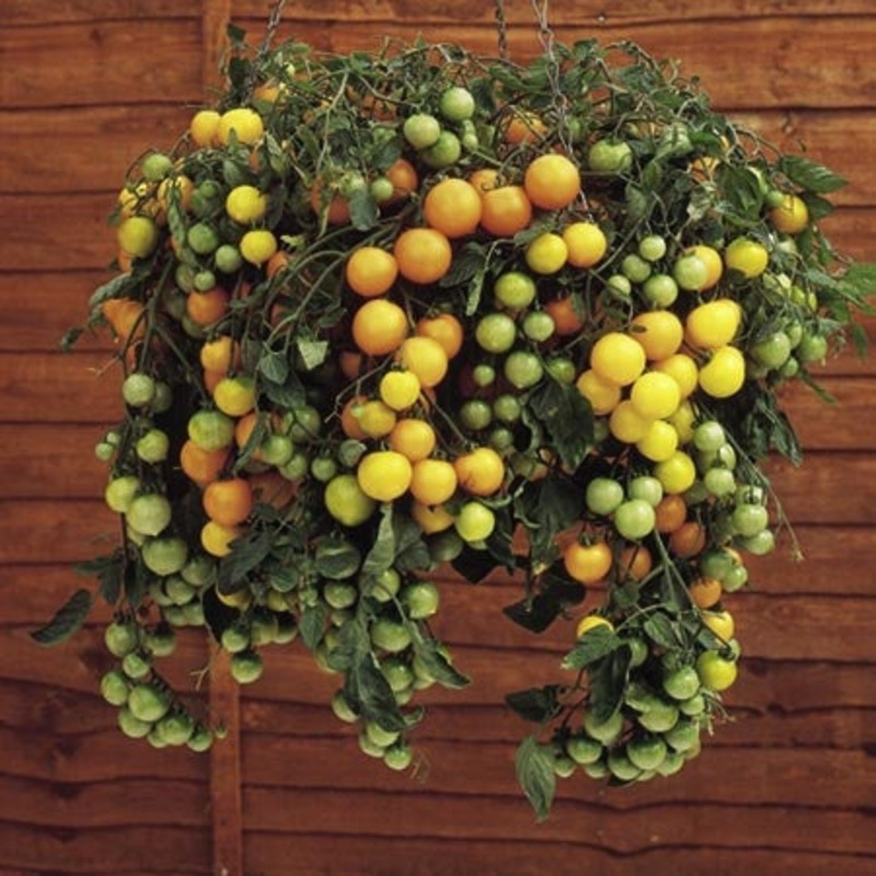 Tumbling Tom Yellow Tomato – Trailing Vine – Container – Lycopersicon Esculentum – 5 Seeds