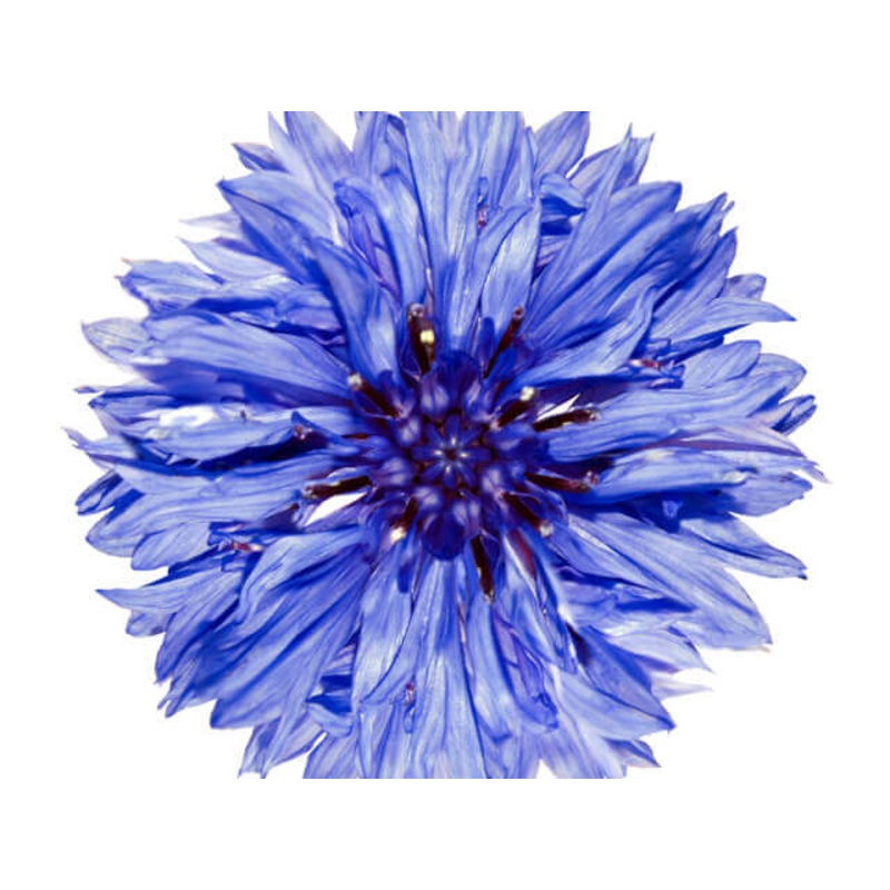 Turnips Purple Prince – West Coast Seeds