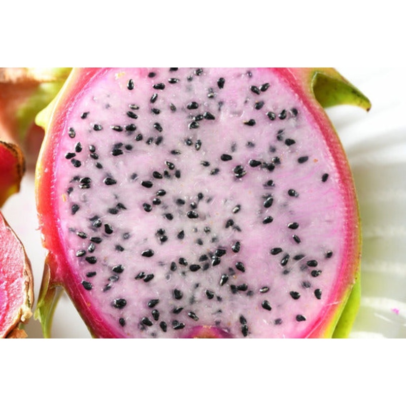 White Flesh / Red Skin Dragon Fruit / Pitaya Delight -Hylocereus guatemalensis & Hylocereus undatus hybrid – Exotic Cactus Vine Fruit – 10 Seeds