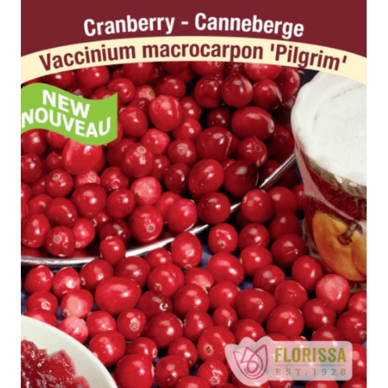 Allium – Nigrum, 5 Pack