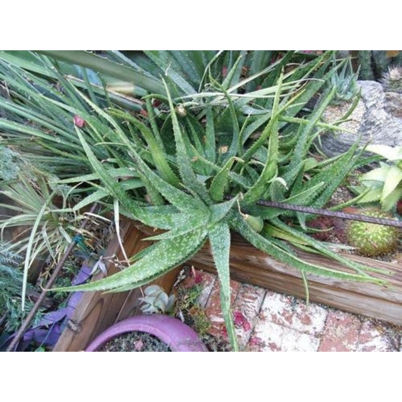 Aloe Longibracteata – Indigenous South African Succulent – 10 Seeds