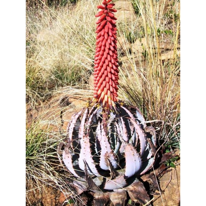 Aloe Peglerae – Indigenous South African Succulent – 10 Seeds