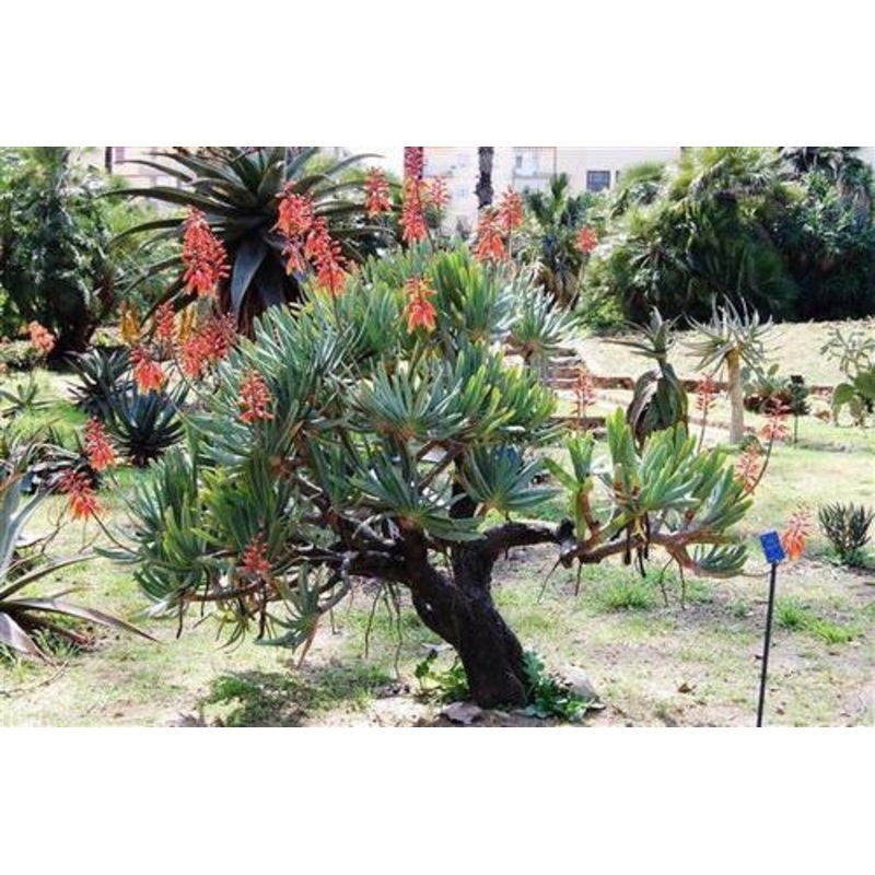 Aloe plicatilis – Fan Aloe – Indigenous South African Succulent – 10 Seeds