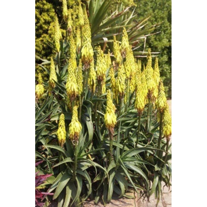 Aloe striatula – Indigenous South African Succulent – 10 Seeds