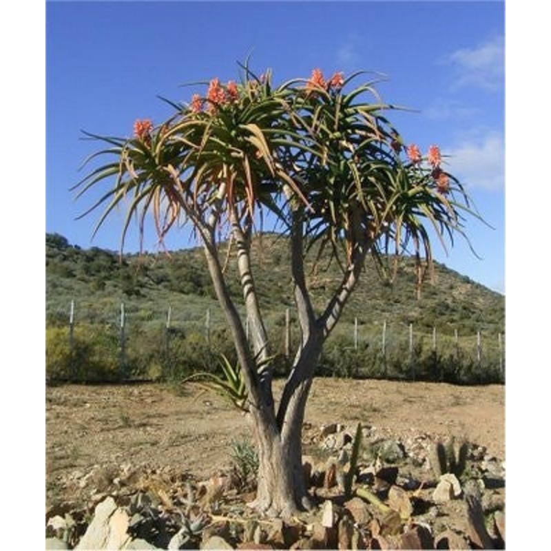 Aloidendron barberae / Aloe bainsii – Indigenous South African Succulent – 10 Seeds