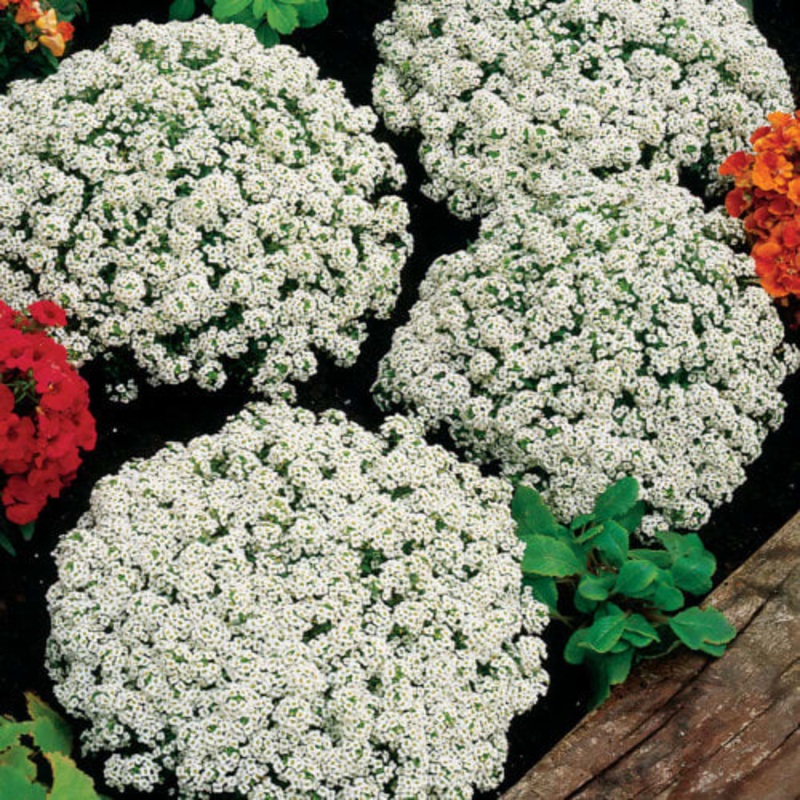 Alyssum Snow Crystals – Annual flower seeds – 25 seeds