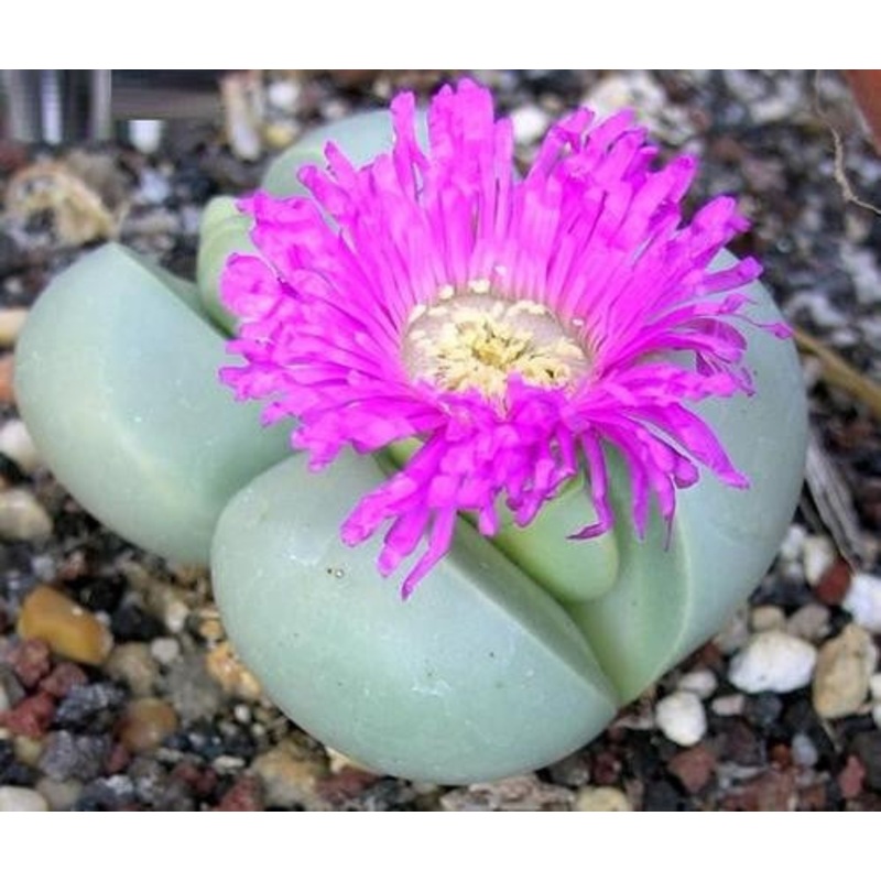 Argyroderma Subalbum – Indigenous South African Succulent – 10 Seeds