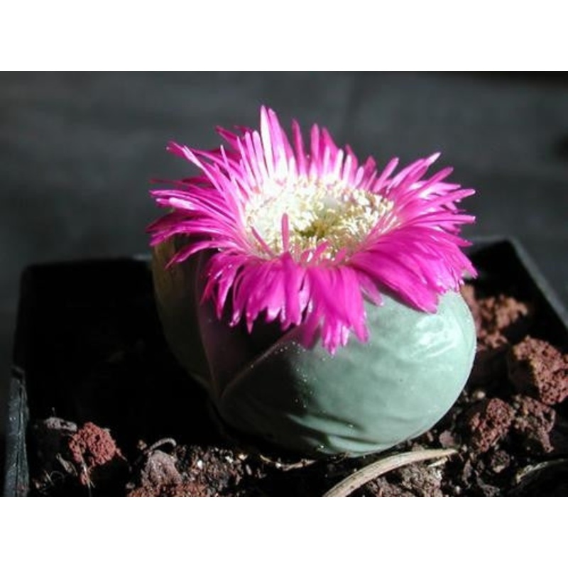 Argyroderma Testiculare – Indigenous South African Succulent – 10 Seeds