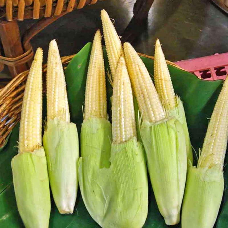 Baby Corn – Chires – Heirloom Vegetable – 10 Seeds