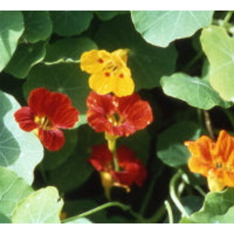 Bean Rattlesnake & Purple Pole – Renee’s Garden