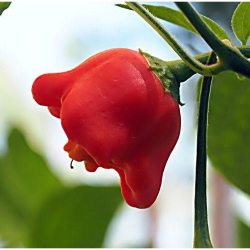 Bishops Crown Chilli Pepper – Capsicum Baccatum – 20 Seeds