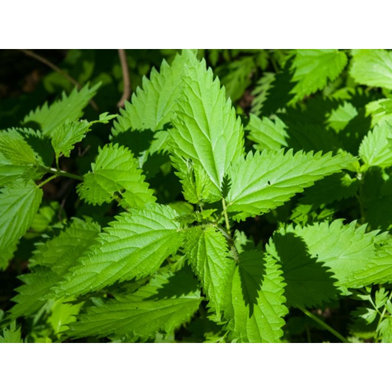 Stinging Nettle – Herb – Urtica dioica – 10 Seeds