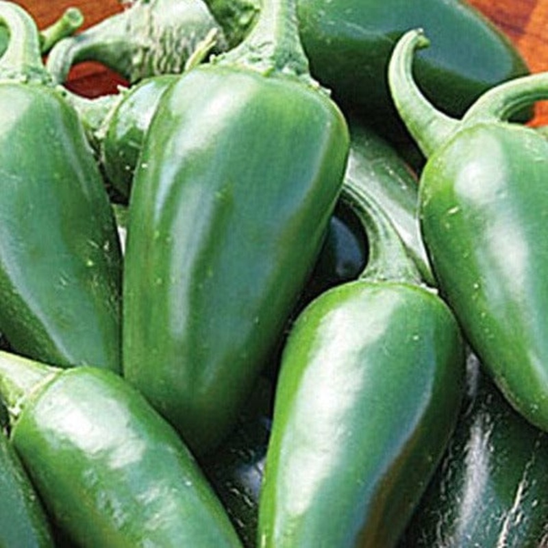 Sunbelt Soul Sister – Star Roses and Plants