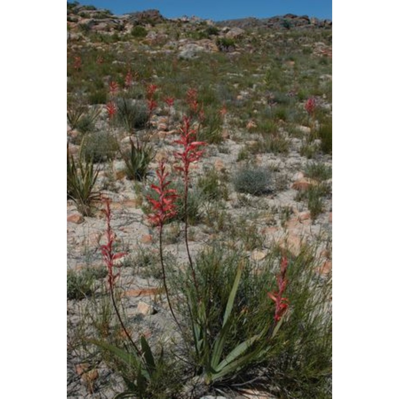 Tritoniopsis Antholyza – Indigenous South African Bulb – 10 Seeds