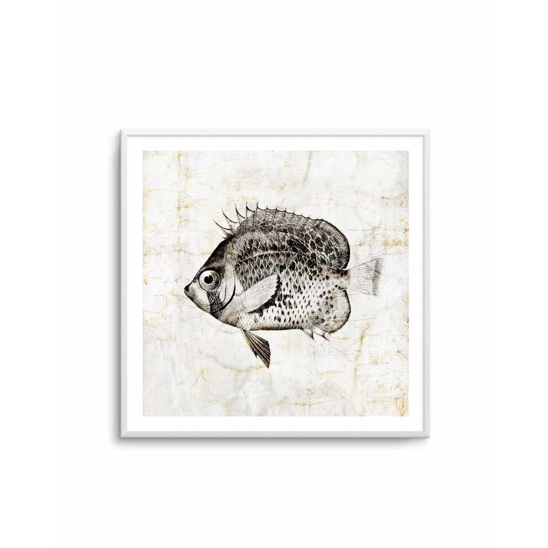 Vintage Fish IV Art Print