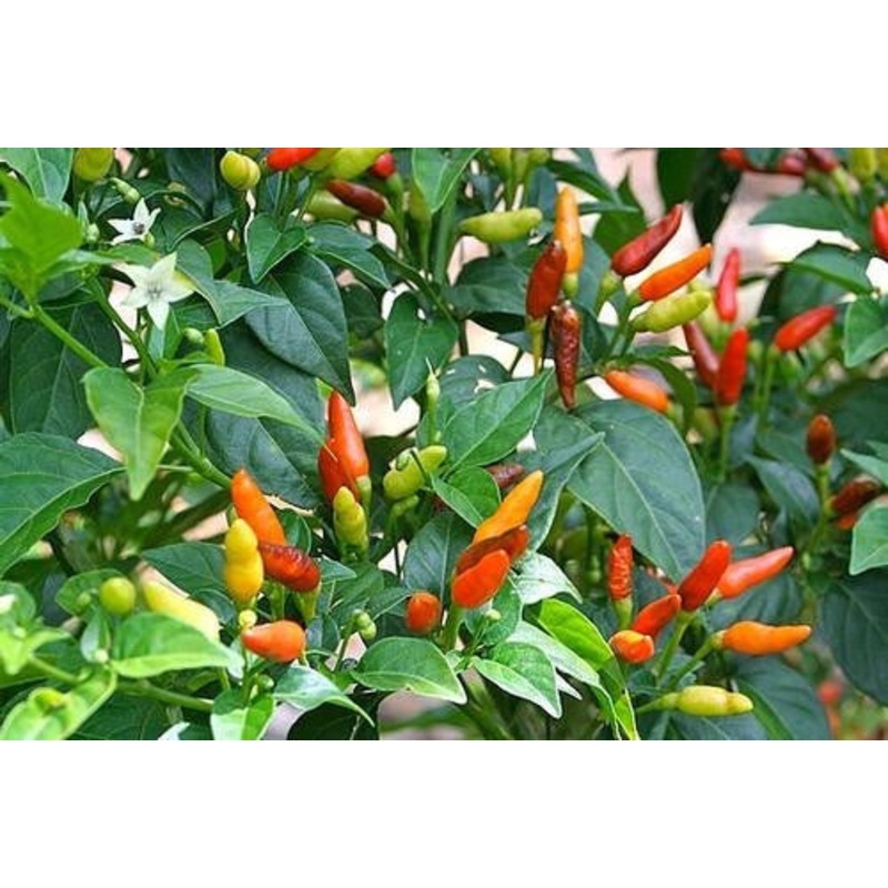 Zimbabwe Birds Eye Chilli – Capsicum Frutescens – Chilli Pepper – 20 Seeds