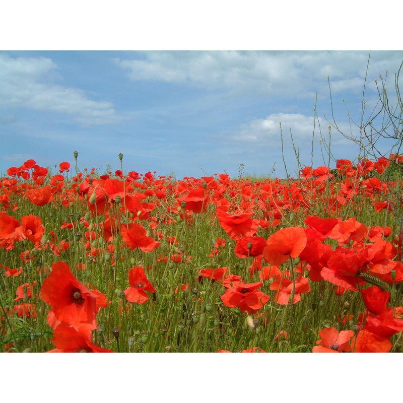 American Legion Poppy – Papaver Rhoeas American Legion – Annual Flower – 500 Seeds